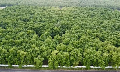 Từ “vùng đệm” lên cực tăng trưởng mới: Xã rộng hơn 182km2 của TP.HCM đang dần thay đổi diện mạo